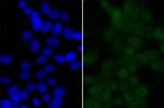 BRD2 Antibody in Immunocytochemistry (ICC/IF)