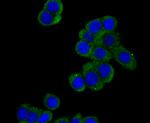 DIAPH1 Antibody in Immunocytochemistry (ICC/IF)