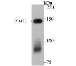 DIAPH1 Antibody in Western Blot (WB)