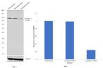 Aconitase 2 Antibody