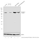 Aconitase 2 Antibody