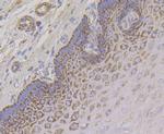 Aconitase 2 Antibody in Immunohistochemistry (Paraffin) (IHC (P))