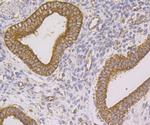 FIS1 Antibody in Immunohistochemistry (Paraffin) (IHC (P))