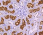 Syntaxin 3 Antibody in Immunohistochemistry (Paraffin) (IHC (P))