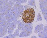 Syntaxin 3 Antibody in Immunohistochemistry (Paraffin) (IHC (P))