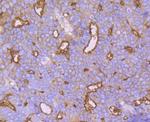 Syntaxin 3 Antibody in Immunohistochemistry (Paraffin) (IHC (P))