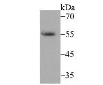 BAF57 Antibody in Western Blot (WB)