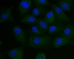 PEN2 Antibody in Immunocytochemistry (ICC/IF)