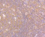 PEN2 Antibody in Immunohistochemistry (Paraffin) (IHC (P))