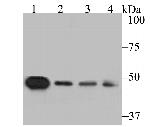 SFRP4 Antibody in Western Blot (WB)