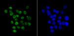 KHSRP Antibody in Immunocytochemistry (ICC/IF)