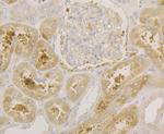 SRP54 Antibody in Immunohistochemistry (Paraffin) (IHC (P))