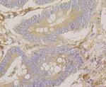 SRP54 Antibody in Immunohistochemistry (Paraffin) (IHC (P))