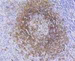 CD79a Antibody in Immunohistochemistry (Paraffin) (IHC (P))