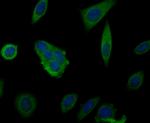 MARK3 Antibody in Immunocytochemistry (ICC/IF)