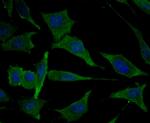 MARK3 Antibody in Immunocytochemistry (ICC/IF)