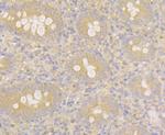 MARK3 Antibody in Immunohistochemistry (Paraffin) (IHC (P))