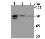 MARK3 Antibody in Western Blot (WB)