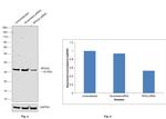 RPA2 Antibody