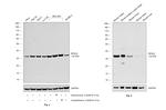 RPA2 Antibody in Western Blot (WB)