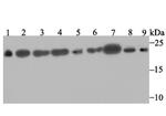 SRSF3 Antibody in Western Blot (WB)