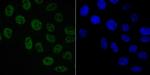 SAM68 Antibody in Immunocytochemistry (ICC/IF)