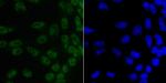 SAM68 Antibody in Immunocytochemistry (ICC/IF)