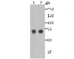 SAM68 Antibody in Western Blot (WB)