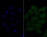 HSF2 Antibody in Immunocytochemistry (ICC/IF)