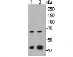 HSF2 Antibody in Western Blot (WB)