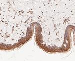 TCP1 Antibody in Immunohistochemistry (Paraffin) (IHC (P))