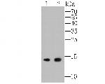 APRIL Antibody in Western Blot (WB)