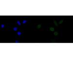 Lamin A/C Antibody in Immunocytochemistry (ICC/IF)