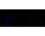 Lamin A/C Antibody in Immunocytochemistry (ICC/IF)