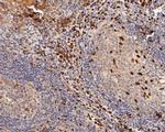 Lamin A/C Antibody in Immunohistochemistry (Paraffin) (IHC (P))