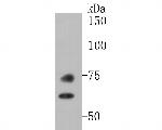 Lamin A/C Antibody in Western Blot (WB)