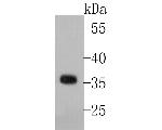 NEK6 Antibody in Western Blot (WB)