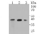 TIMM50 Antibody in Western Blot (WB)