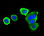 GRB2 Antibody in Immunocytochemistry (ICC/IF)