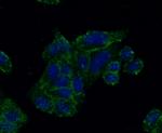 GRB2 Antibody in Immunocytochemistry (ICC/IF)