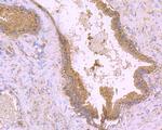 GP130 Antibody in Immunohistochemistry (Paraffin) (IHC (P))