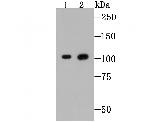 GP130 Antibody in Western Blot (WB)