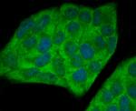 UAP1 Antibody in Immunocytochemistry (ICC/IF)