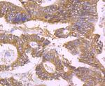 UAP1 Antibody in Immunohistochemistry (Paraffin) (IHC (P))