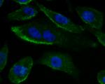 ADAM7 Antibody in Immunocytochemistry (ICC/IF)