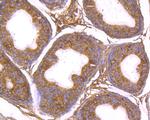 ADAM7 Antibody in Immunohistochemistry (Paraffin) (IHC (P))