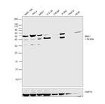 BMI-1 Antibody in Western Blot (WB)