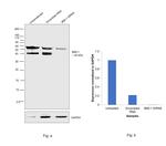 BMI-1 Antibody in Western Blot (WB)