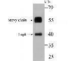 LNP Antibody in Western Blot (WB)