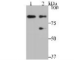 PI3K p85 alpha Antibody in Western Blot (WB)